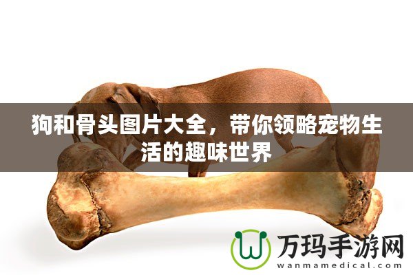 狗和骨頭圖片大全，帶你領(lǐng)略寵物生活的趣味世界