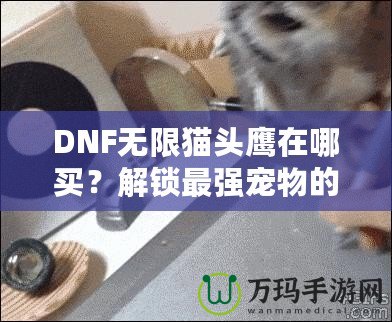 DNF無限貓頭鷹在哪買？解鎖最強(qiáng)寵物的購買途徑與技巧！